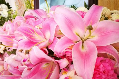 Close-up of pink flowers