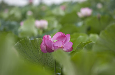 Close-up of pink flowers