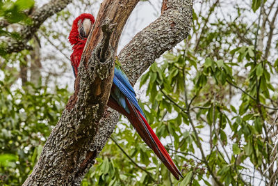 Beautiful scarlet macaw, ara macao, a large parrot at buraco das aras in brazil, south america