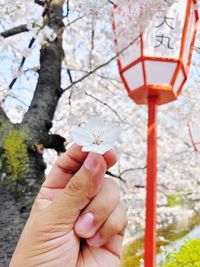 Low angle view of hand holding cherry blossom