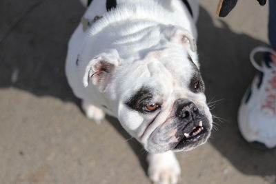 Close-up portrait of dog