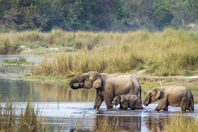 View of elephant drinking water in lake