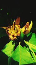 Close-up of yellow flowers blooming outdoors