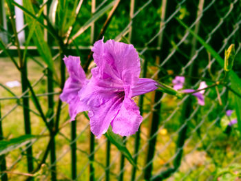 Close-up of pink flowers