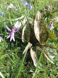 High angle view of purple flowering plant on land