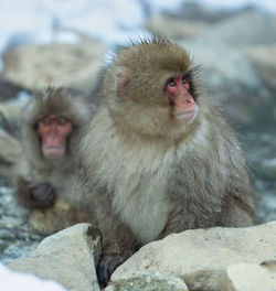 Monkey sitting on rock