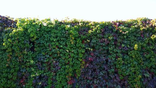 Close-up of crops growing on tree