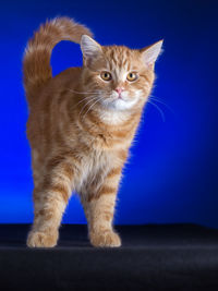 Close-up portrait of a cat against blue background