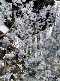 Close-up of tree with flowers