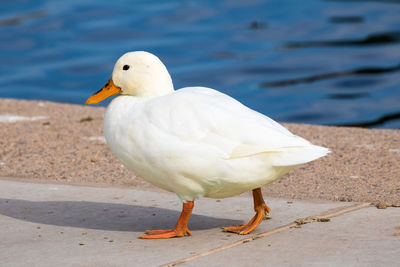 White duck walking