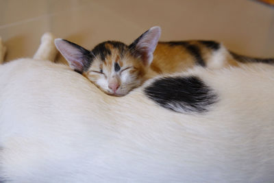 Close-up of a cat sleeping