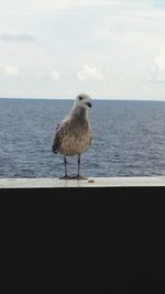 Seagull perching on shore against sky