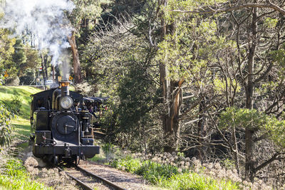 Trees in parking lot