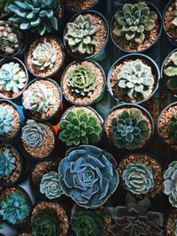 Full frame shot of potted succulent plants
