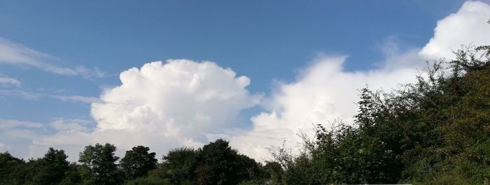 Low angle view of trees against sky