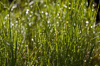 Grass growing on field