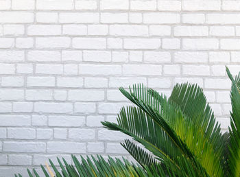 Close-up of palm leaf against wall