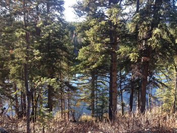 Pine trees in forest