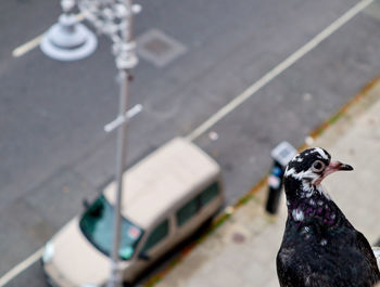 High angle view of bird on road