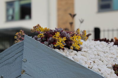 Close-up of flowering plant against building