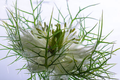 Close-up of white flowering plant