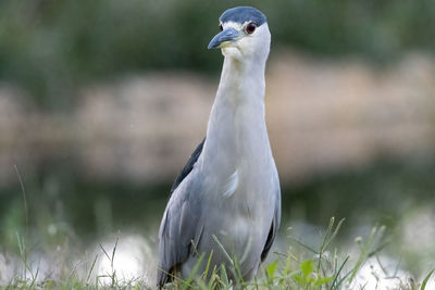 Close-up night heron by water edge in grass on ground