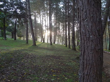 Trees in forest