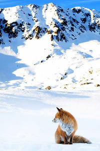 Red fox sitting on snow covered field