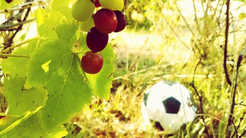 Close-up of grapes hanging on vine