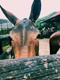 Close-up of horse against sky