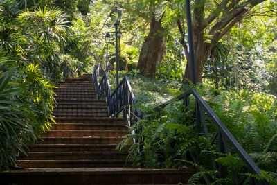 Steps leading to forest