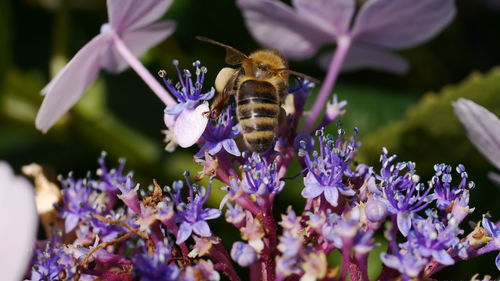 Close-up of bee pollinating on purple flower