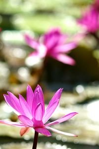 Close-up of pink crocus blooming outdoors