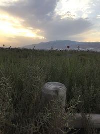 Scenic view of wheat field against sky