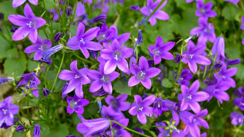 Close-up of purple flowering plants