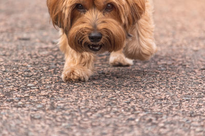 Close-up portrait of a dog