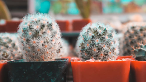 Close-up of potted cactus plant