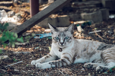 Portrait of cat relaxing on field