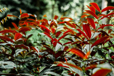 Close-up of red flowering plant