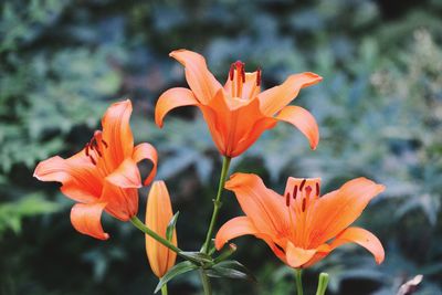 Close-up of orange flowering plant