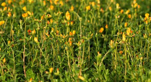 Close-up of yellow flowering plants on field