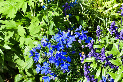 Close-up of purple flowers blooming outdoors