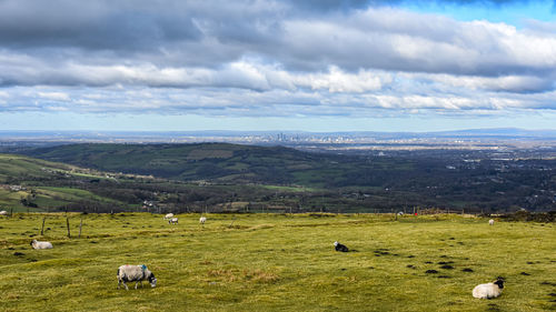 Sheep grazing on field against sky