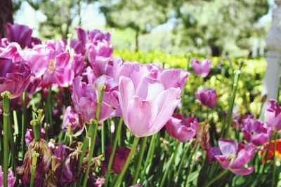 Close-up of pink flowering plants