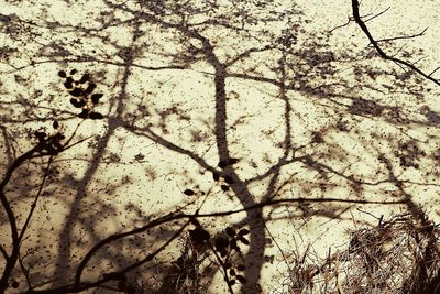 Low angle view of bare trees