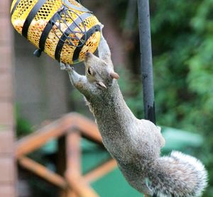 Squirrel holding food container