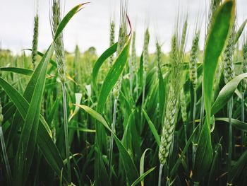 Close-up of crops growing on field against sky