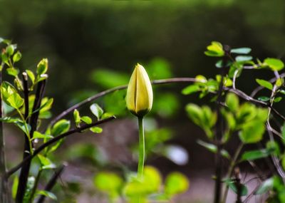 Close-up of flowering plant