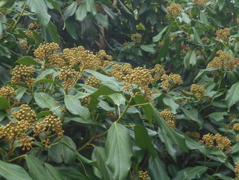 plant