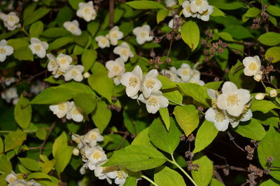 Close-up of white flowering plants